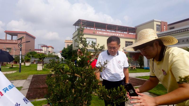 【城理青年行】岭上盆景承文脉，青年实干启新程——壮志不减实践团赴花都区瑞岭村开展实践活动
